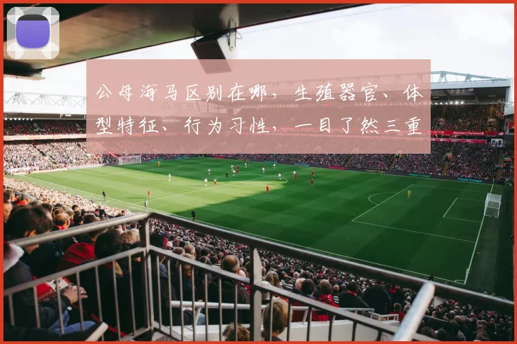 公母海马区别在哪，生殖器官、体型特征、行为习性，一目了然三重揭秘，快来看看吧